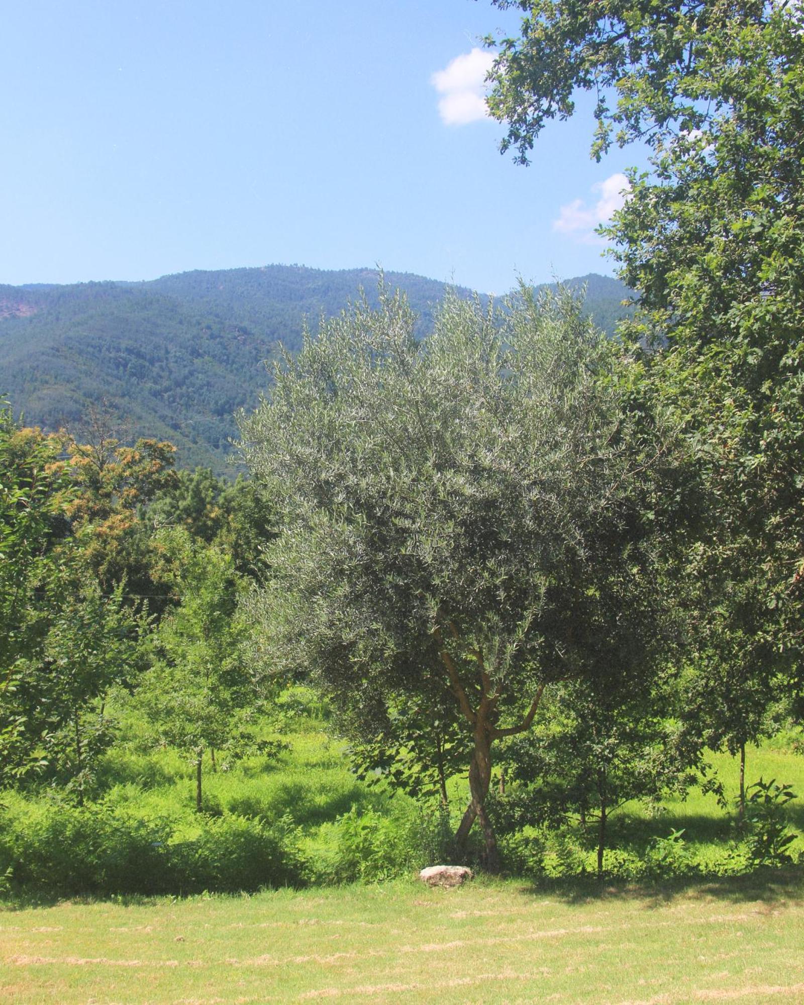 Geres - Aldeia Turistica De Louredo Vakantiehuis Vieira do Minho